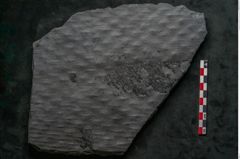 Foto (Detailansicht) von Lepidodendron veltheimiamum Sternbg. (NHMW-GEO-2024-0188-11034)